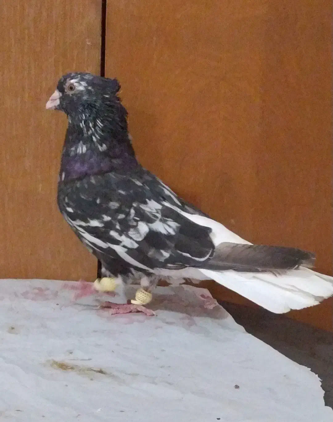 کوهی دم سفیدنرچشم نوک سفید40 سانتی کله قوچی|پرنده|اهواز, شهرک محلاتی|دیوار