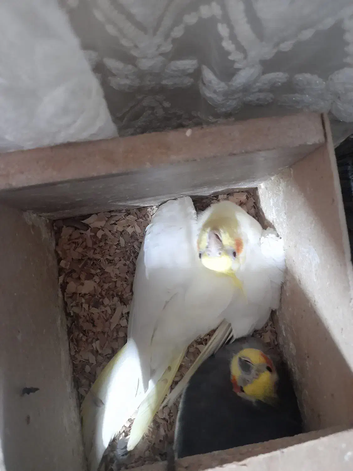 فروش ۲ جفت بالغ روی تخم و یک نر لوتینو|پرنده|مشهد, بهمن|دیوار