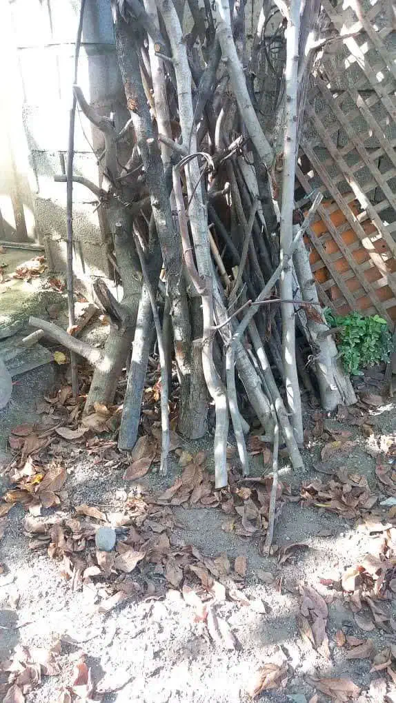 هیزم درختی|گل و گیاه طبیعی|آمل, |دیوار