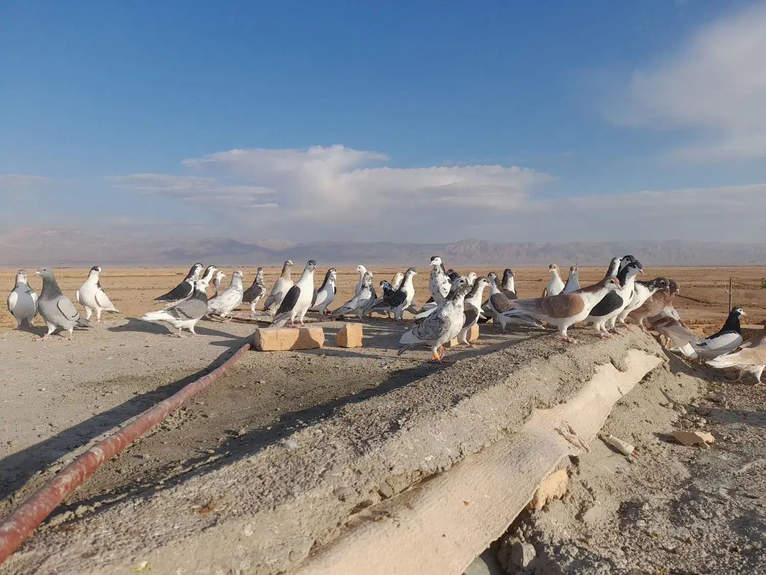 کبوتر پرشی|پرنده|اسفراین, |دیوار