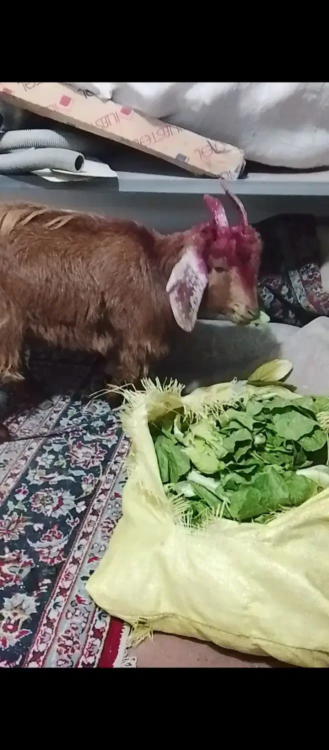 بزغاله ماده|حیوانات مزرعه|مشهد, کارمندان دوم|دیوار