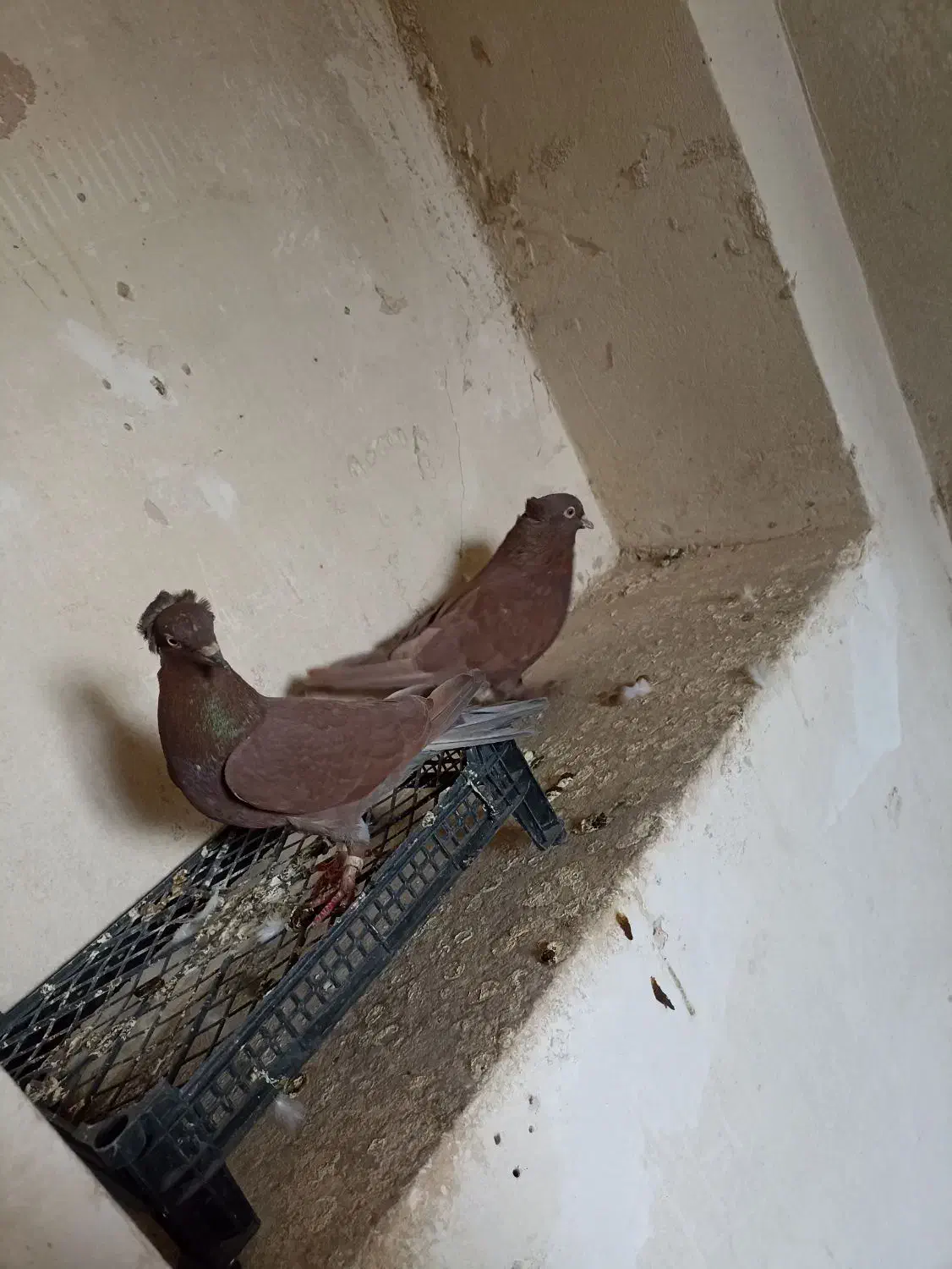 کبوتر راعبی پاپر|پرنده|خمینیشهر, |دیوار