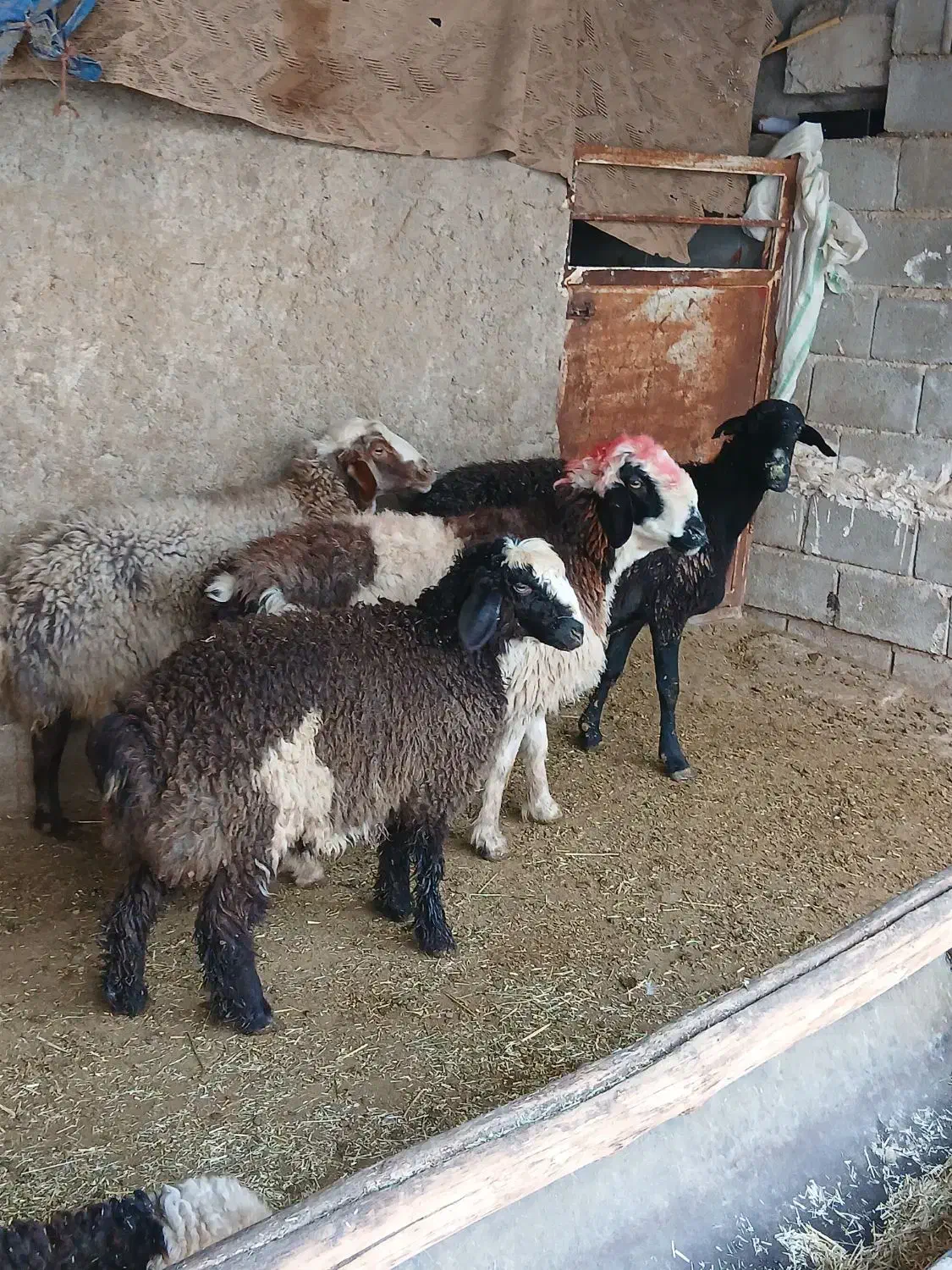 3 راس میش چاق بستنی|حیوانات مزرعه|مرودشت, استادیوم‎|دیوار