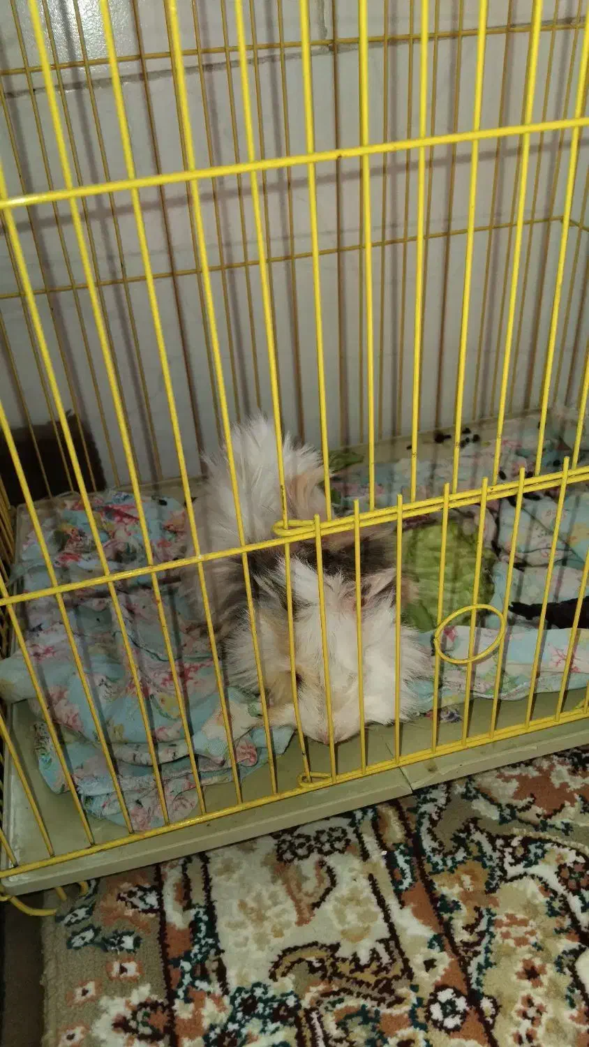 خوکچه هندی|موش و خرگوش|شیراز, شهرک مهرگان|دیوار