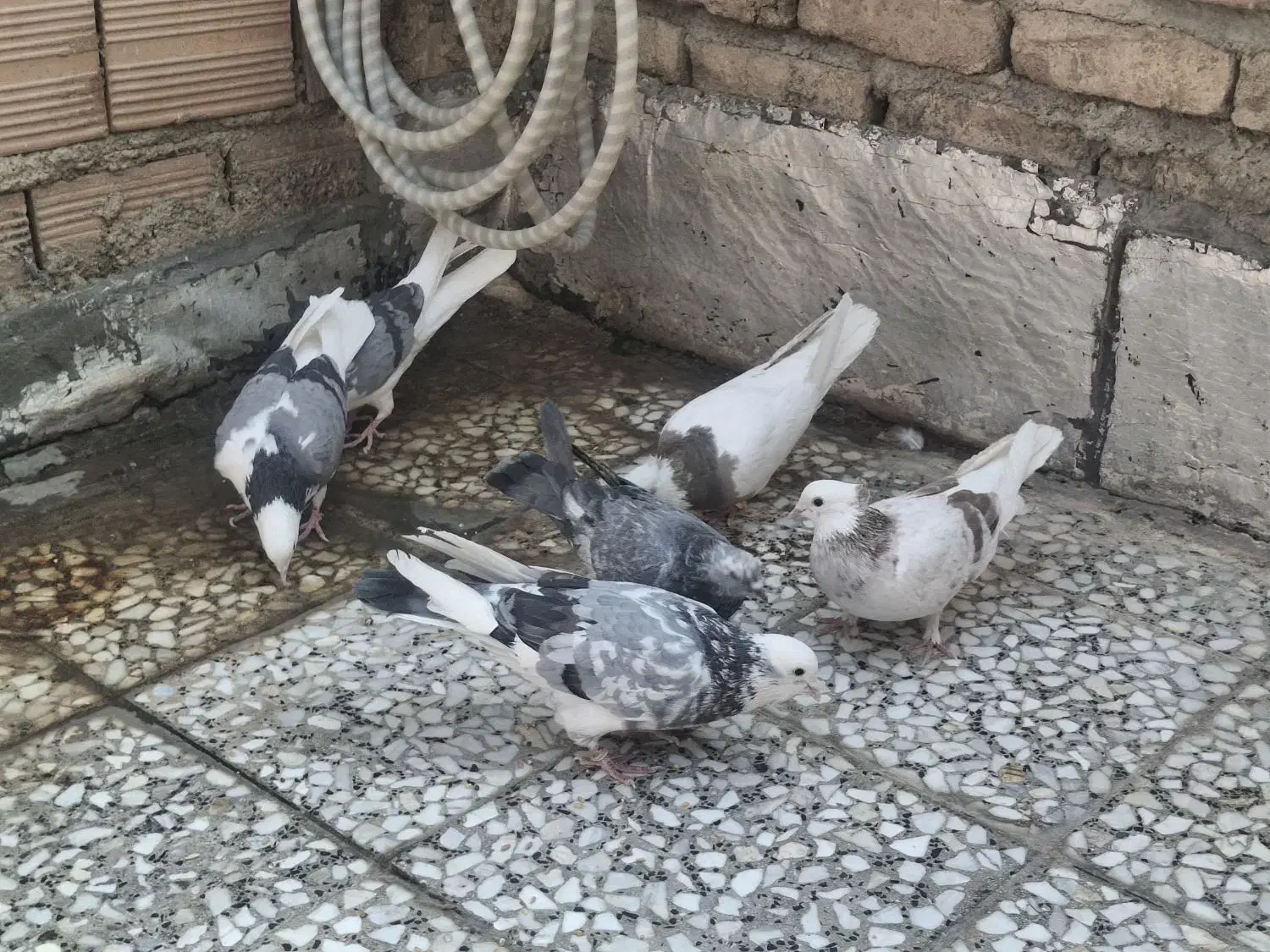 کبوتر کفتر|پرنده|شهریار, شهریار|دیوار