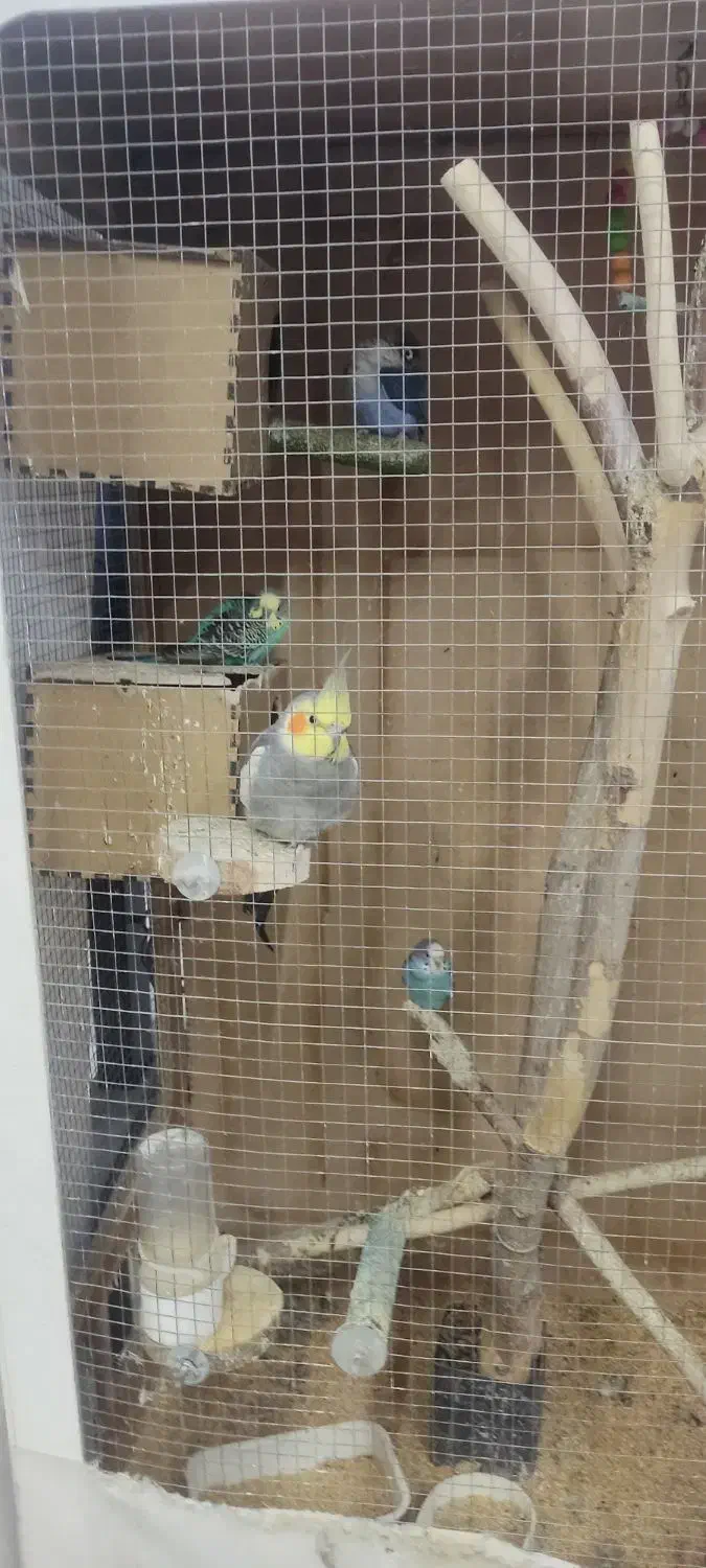 عروس هلندی ،کوتوله ،مرغ عشق،قفس بزرگ|پرنده|مشهد, تربیت (صدف)|دیوار