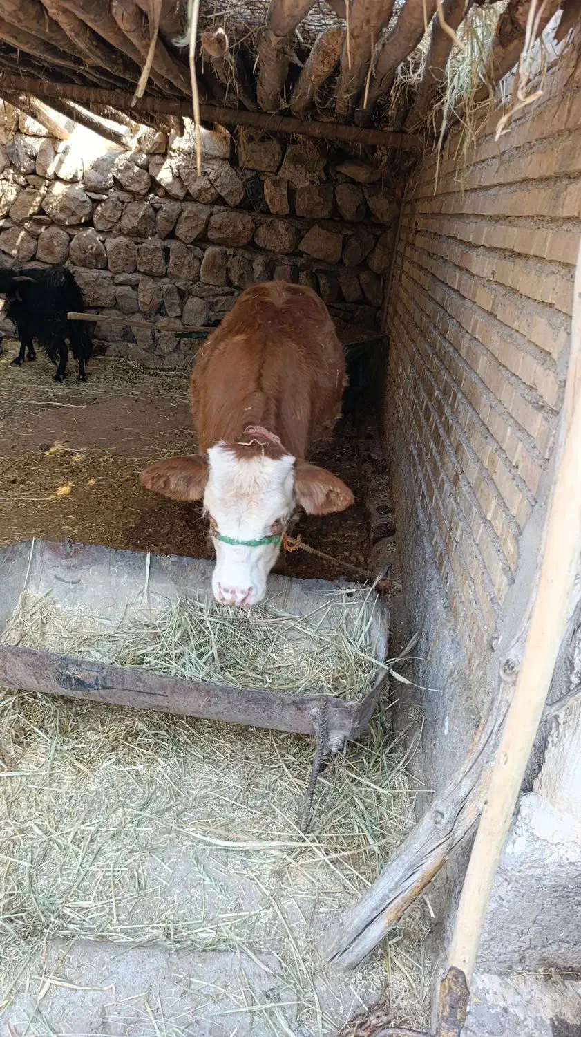 گوساله ماده|حیوانات مزرعه|لالی, |دیوار