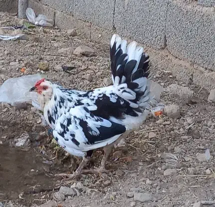 تخم مرغ نطفه دار نژاد گلین چهل تاج|حیوانات مزرعه|هشتگرد, هیو|دیوار