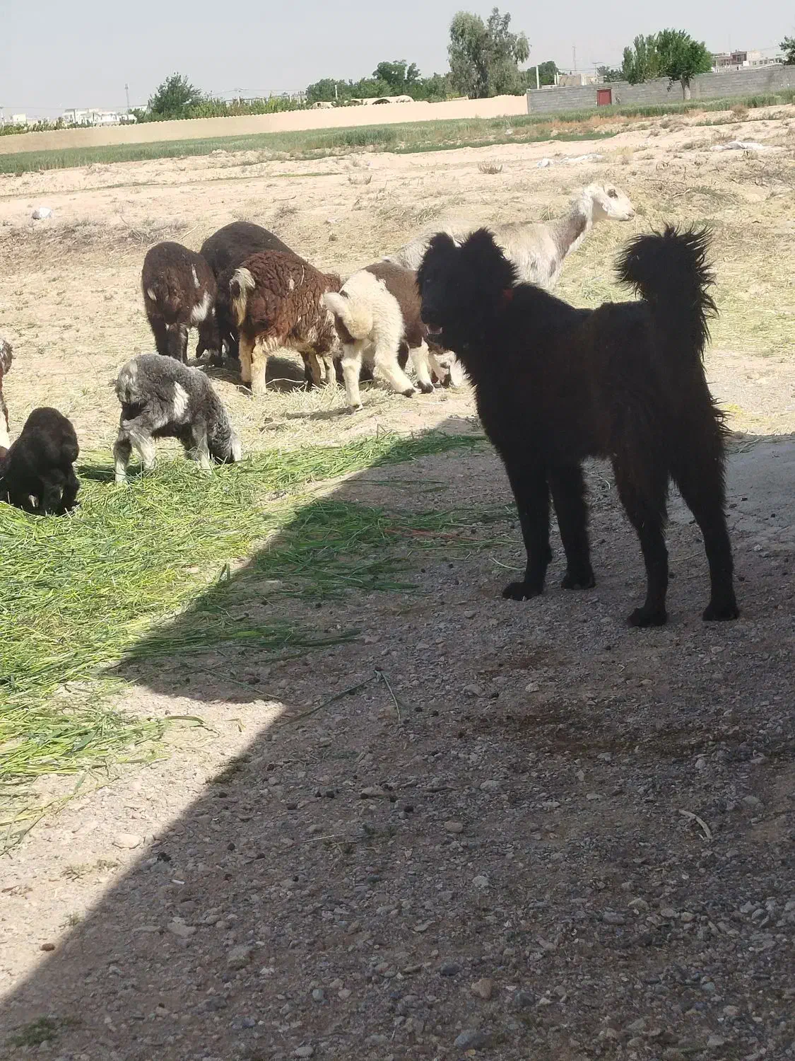 سگ قدرجونی|سگ|ابرکوه, |دیوار