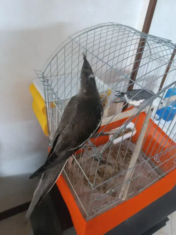 عروس هلندی وایت فیس شاه تخم|پرنده|پاکدشت, پاکدشت (مامازند)|دیوار