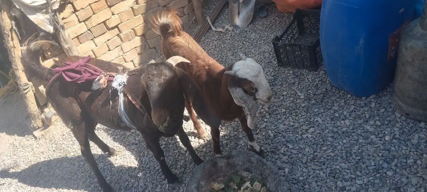 فروش بز|حیوانات مزرعه|خاش, |دیوار