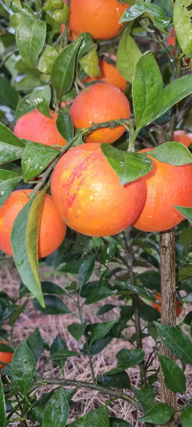 پرتقال خونی تاراکو|حراج|ساری, |دیوار