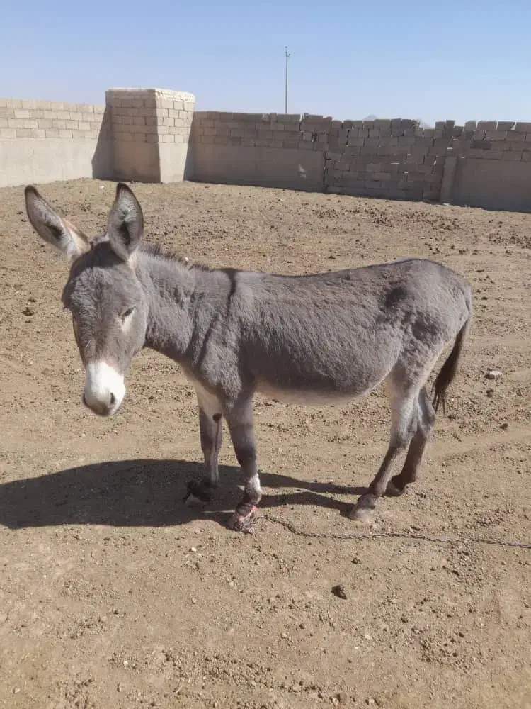 یک الاغ نر جوان|حیوانات مزرعه|شهرضا, |دیوار