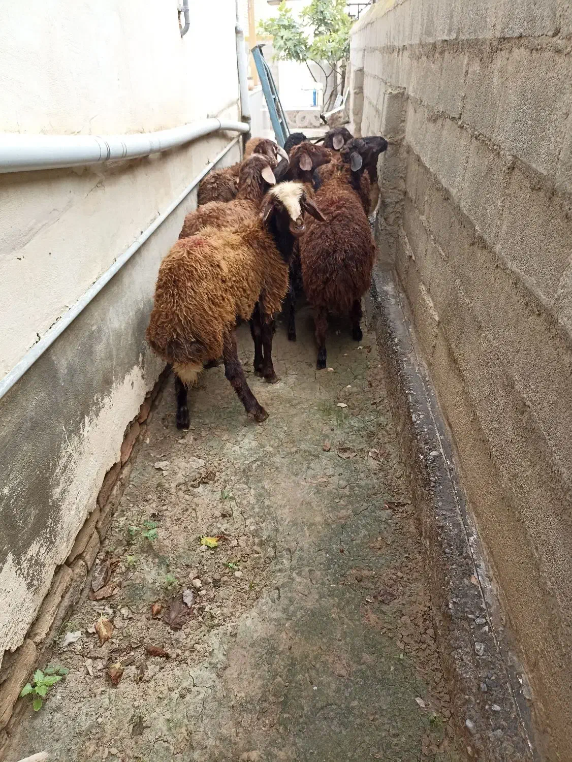 بره.توقلی. گوسفند|حیوانات مزرعه|سیمین شهر, |دیوار