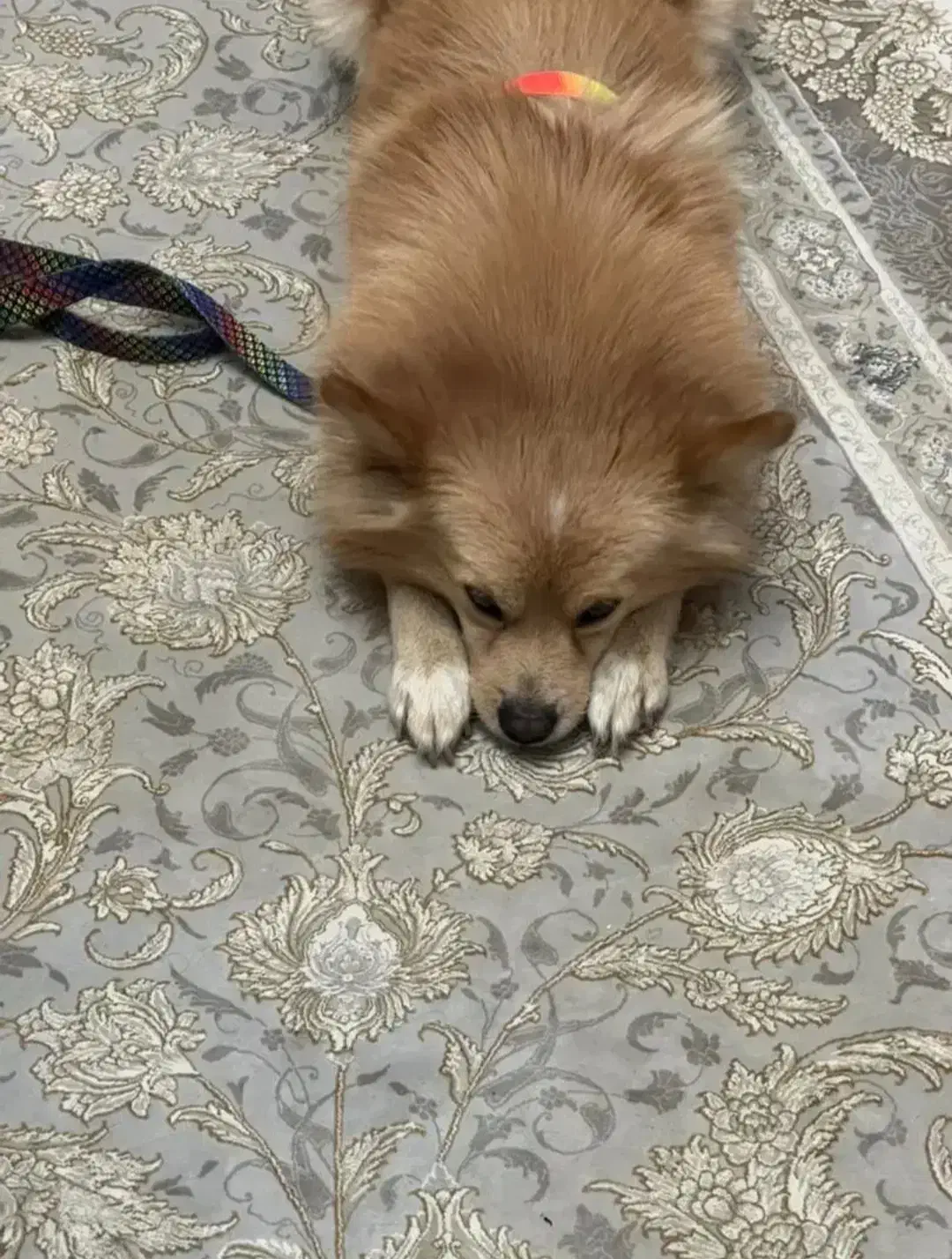 کوچولوی زیبا|سگ|قدس, شهرقدس|دیوار