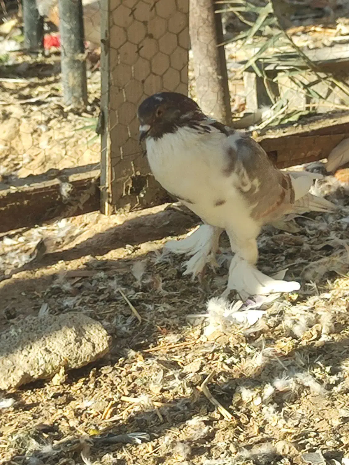 کبوتر بادکنکی درشت پاپر نر معاوضه با مرغ تخمگذار|پرنده|احمدآبادمستوفی, |دیوار