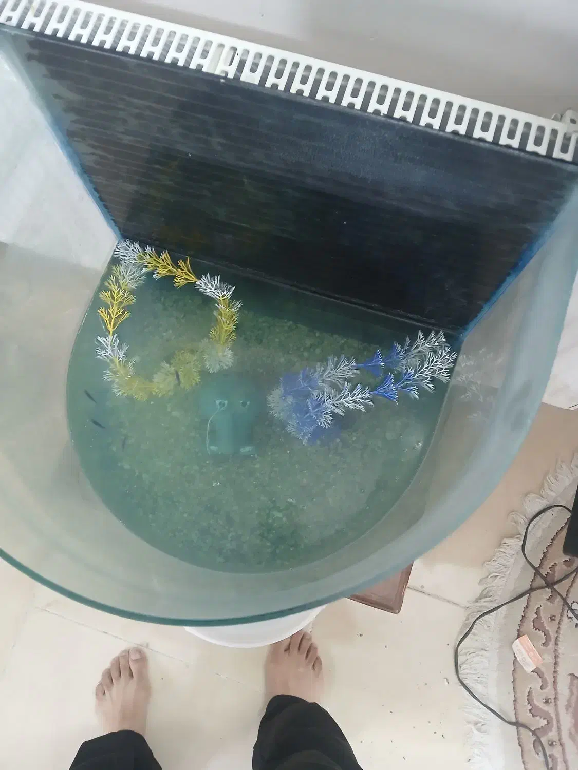 اکواریوم با سه عدد ماهی و غذای ماهی|ماهی|گلبهار, شهر جدید گلبهار|دیوار