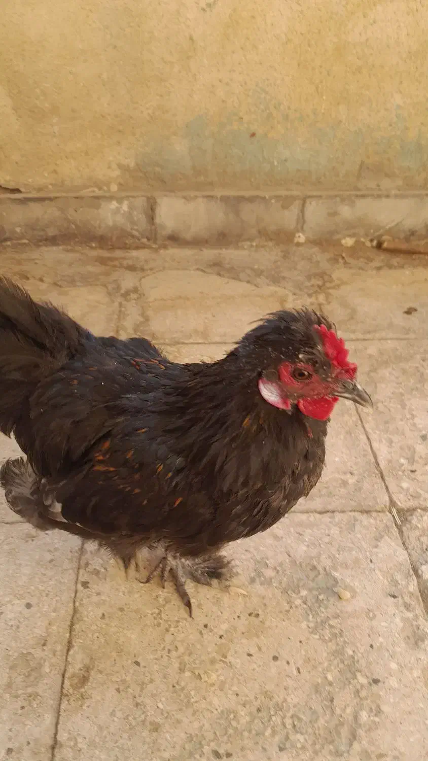 جوجه خروس|حیوانات مزرعه|تهران, افسریه شمالی|دیوار