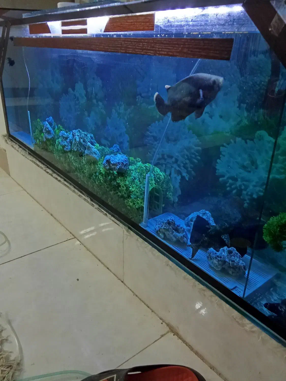 آکواریوم ولوازم|ماهی|زاهدان, |دیوار