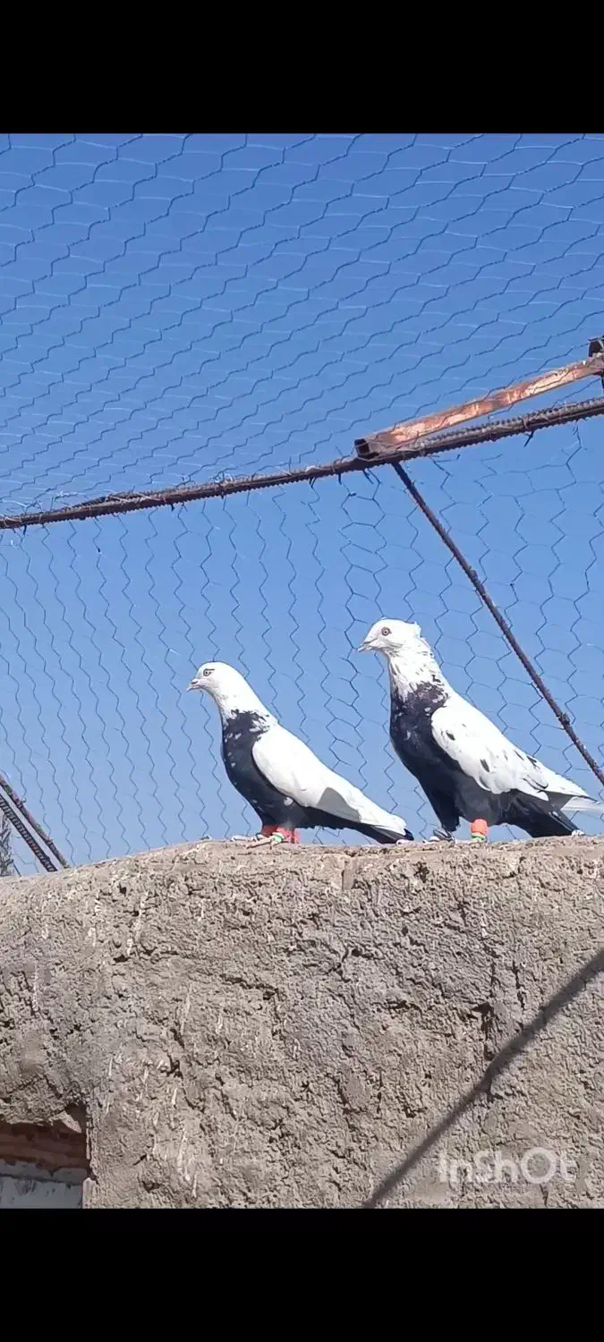 نر و ماده دم‌سیاه معلقی|پرنده|رفسنجان, |دیوار