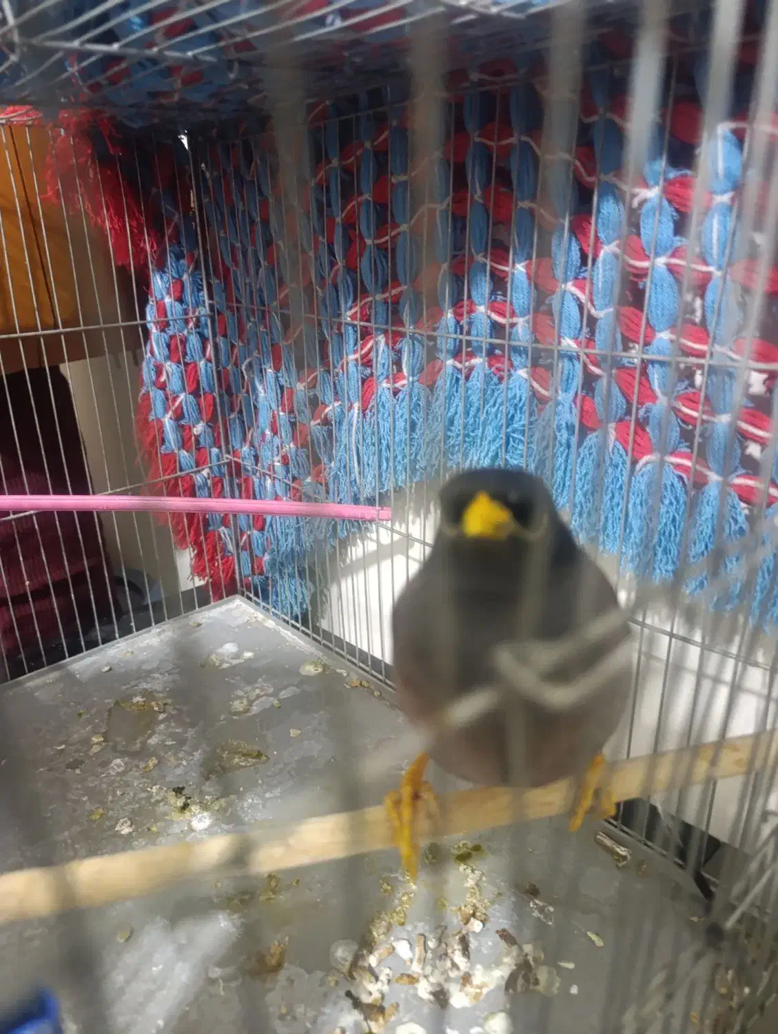 مرغ مینا|پرنده|اصفهان, بهارستان|دیوار