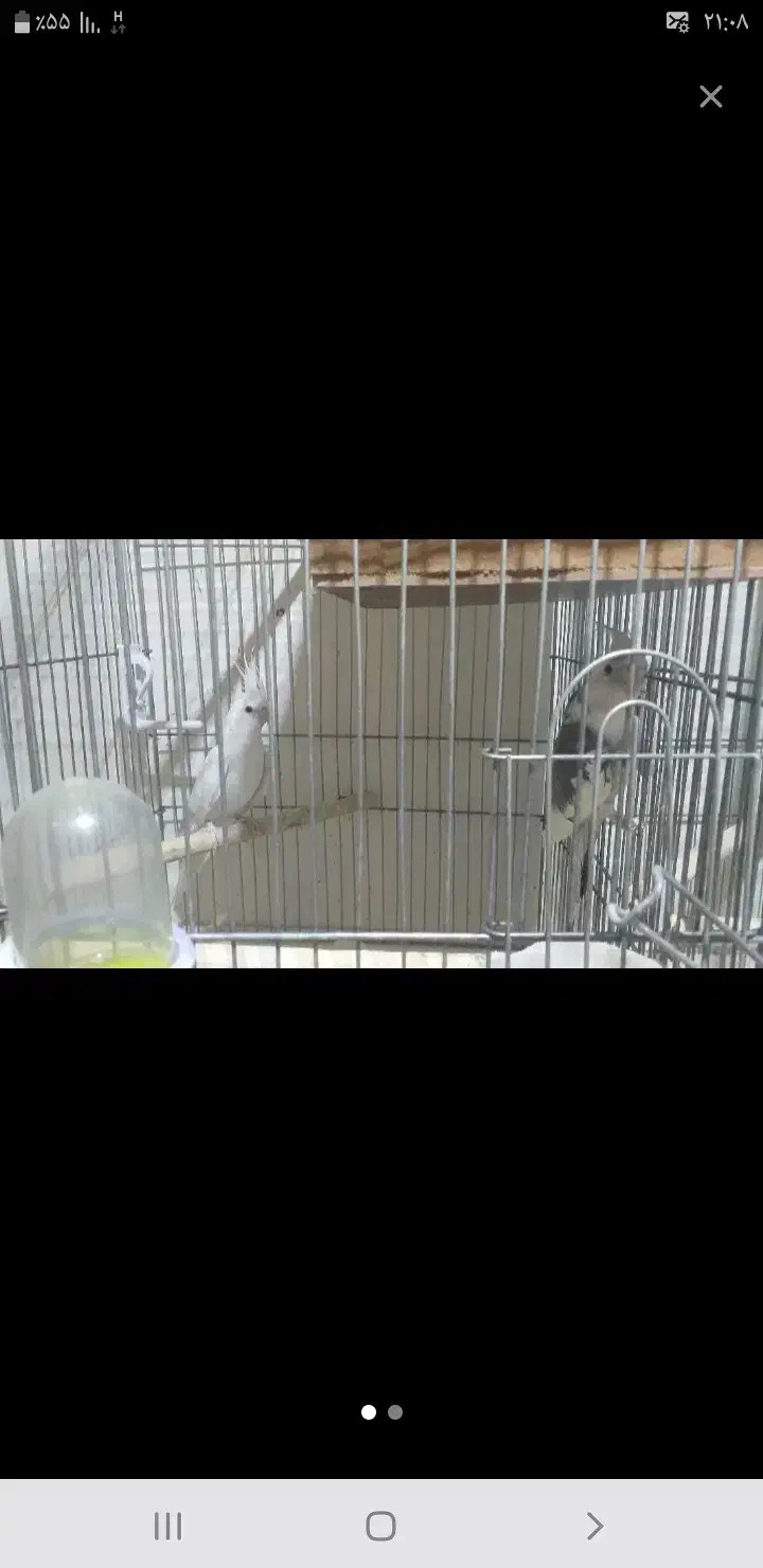 دو جفت عروس هلندی جفت خورده|پرنده|اهر, |دیوار