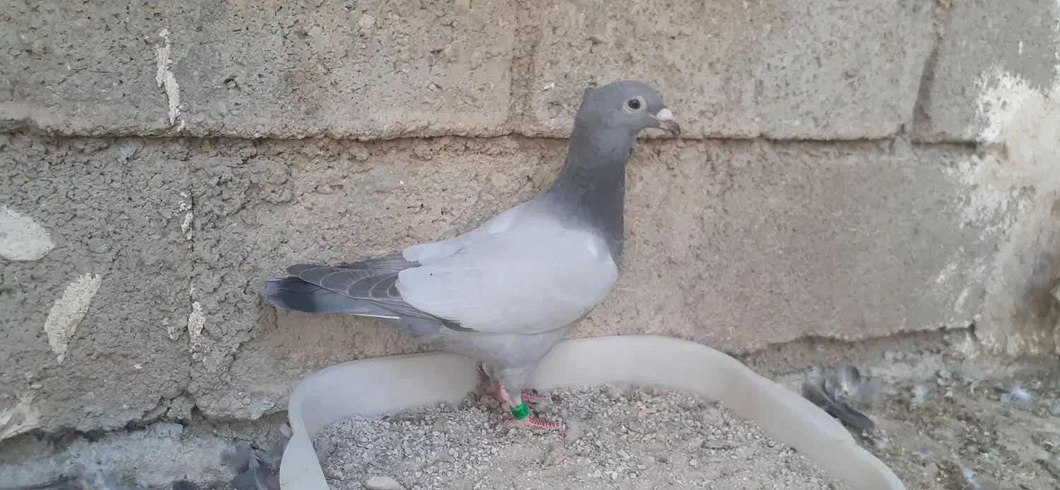 فروش کبوتر سبز ونقره ای بی خط|پرنده|کوهمره, |دیوار