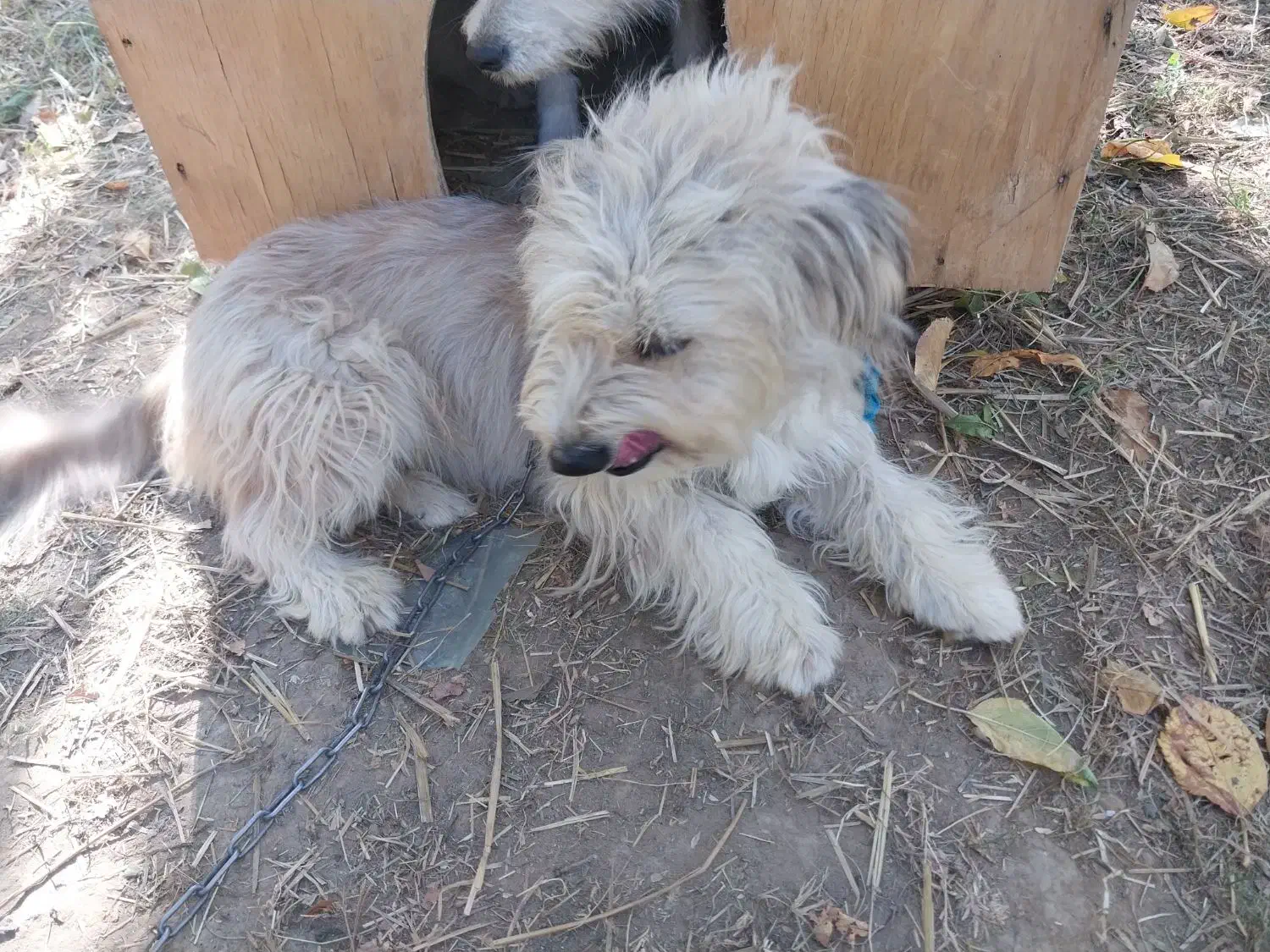 سگ خانگی شیتزو مو بلند|سگ|میاندوآب, |دیوار