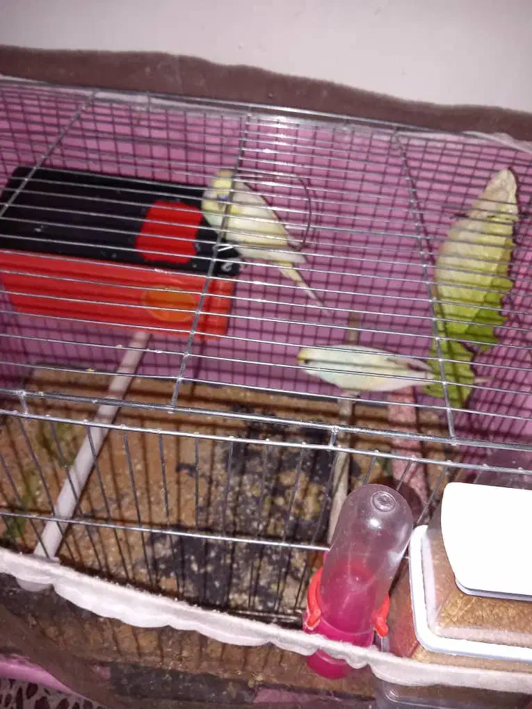 یک جفت مرغ عشق مولددارندتخم می‌گذارند|پرنده|تبریز, |دیوار