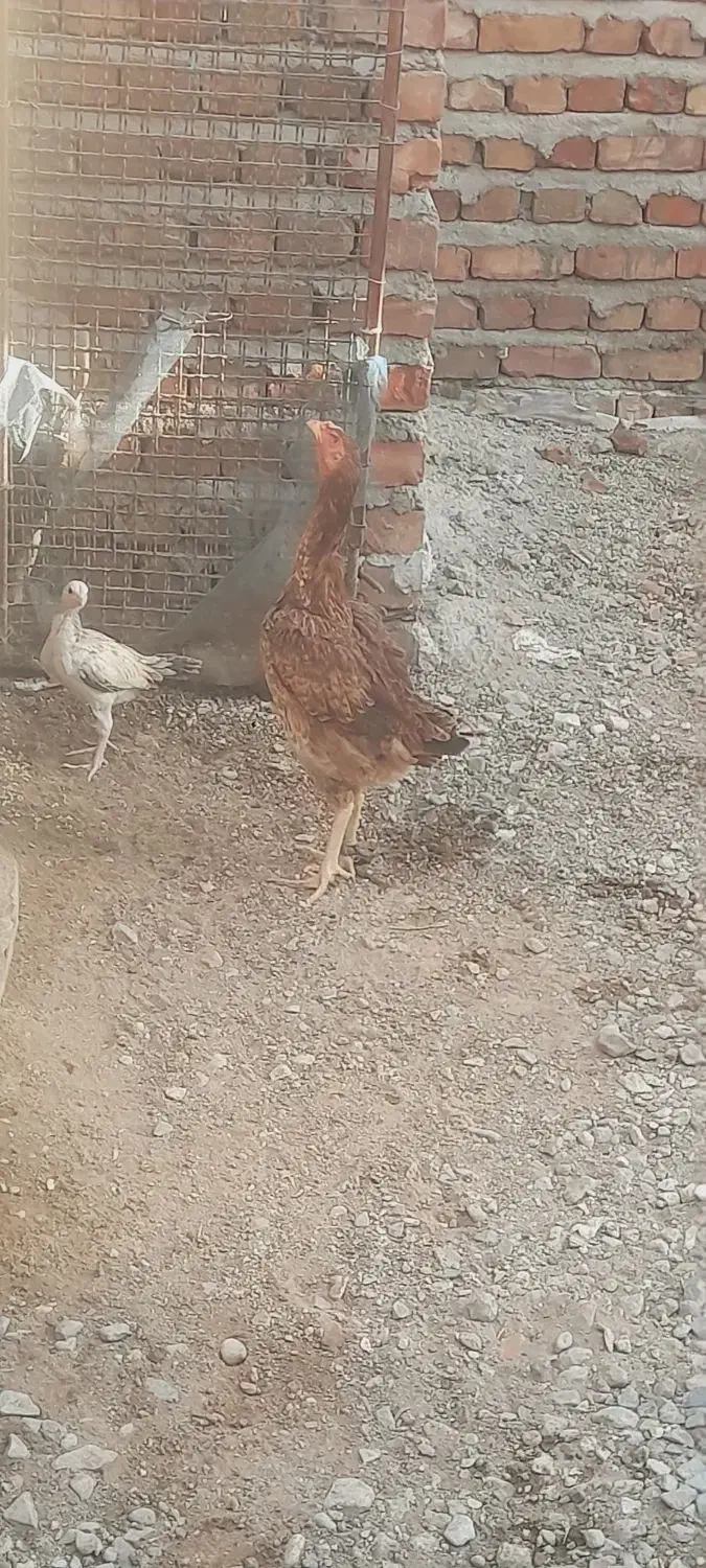 خروس|حیوانات مزرعه|خاش, |دیوار