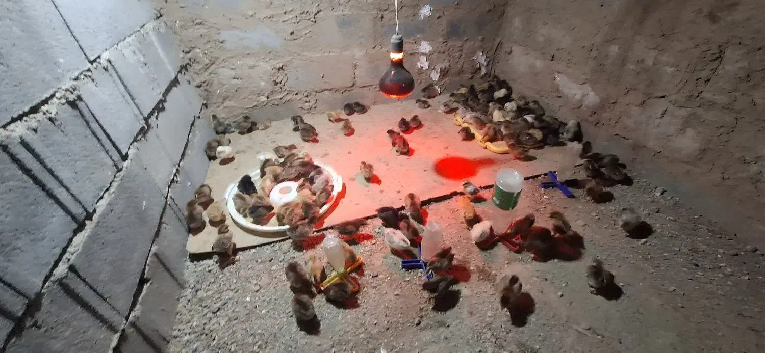 جوجه 15روزه|حیوانات مزرعه|رودشت (چهارمحال و بختیاری), |دیوار