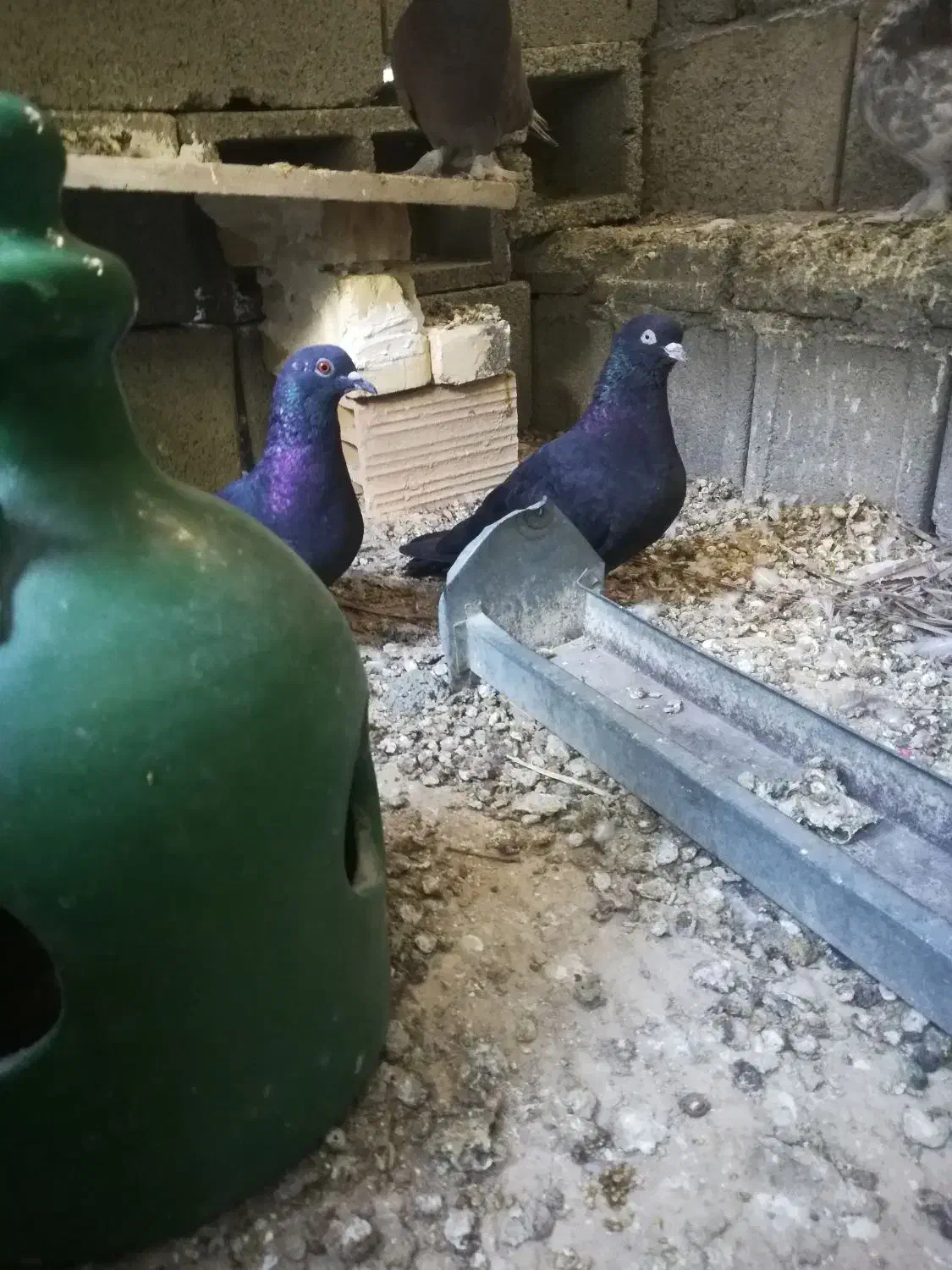 چند عدد کبوتر|پرنده|جم, |دیوار