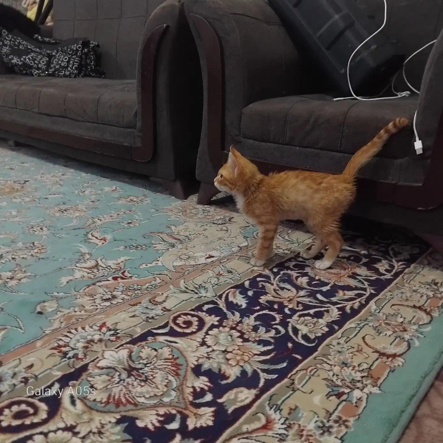 واگزاری پیشی گربه|گربه|میان جلگه, |دیوار