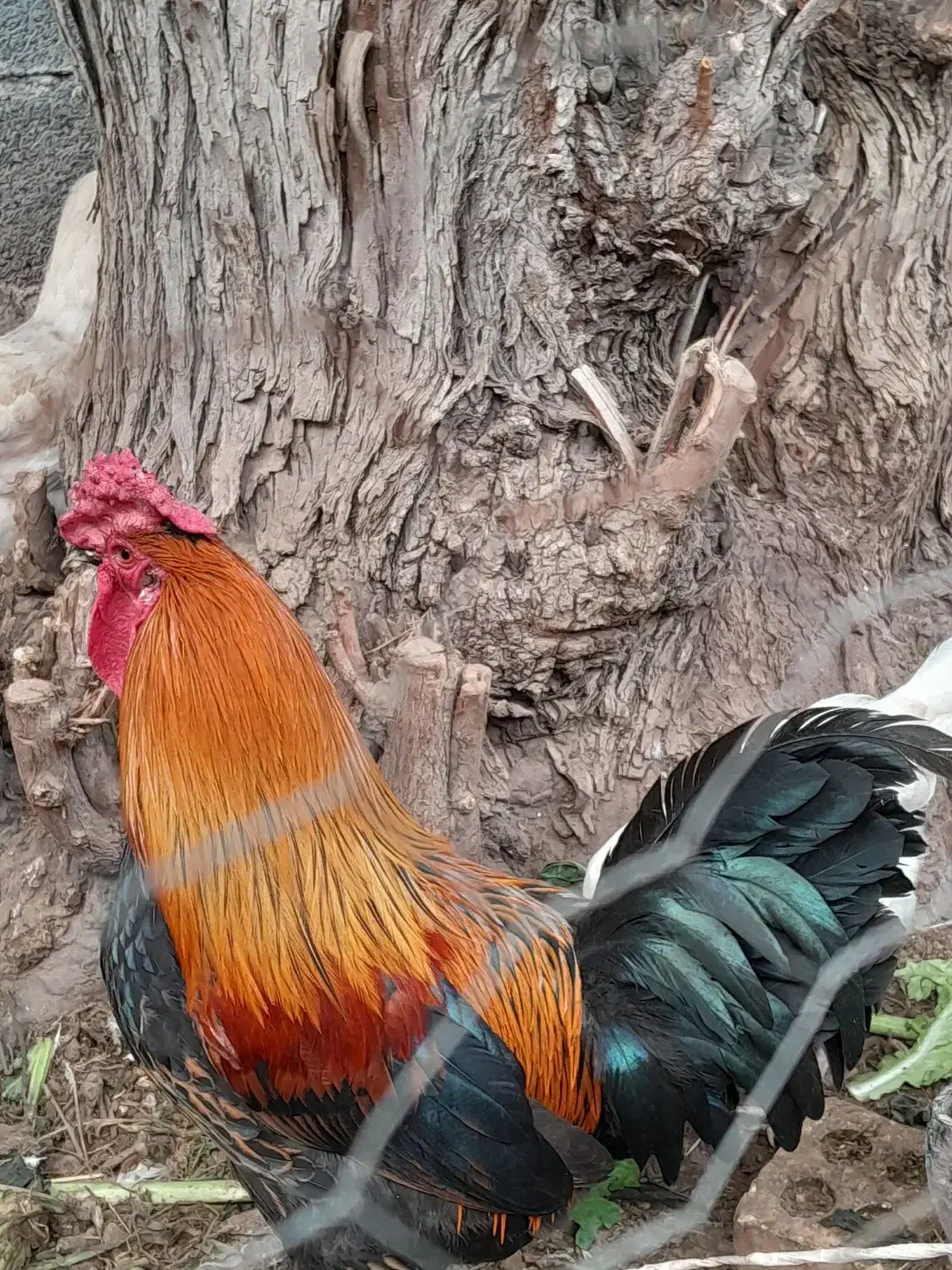 خروس|حیوانات مزرعه|دزفول, |دیوار