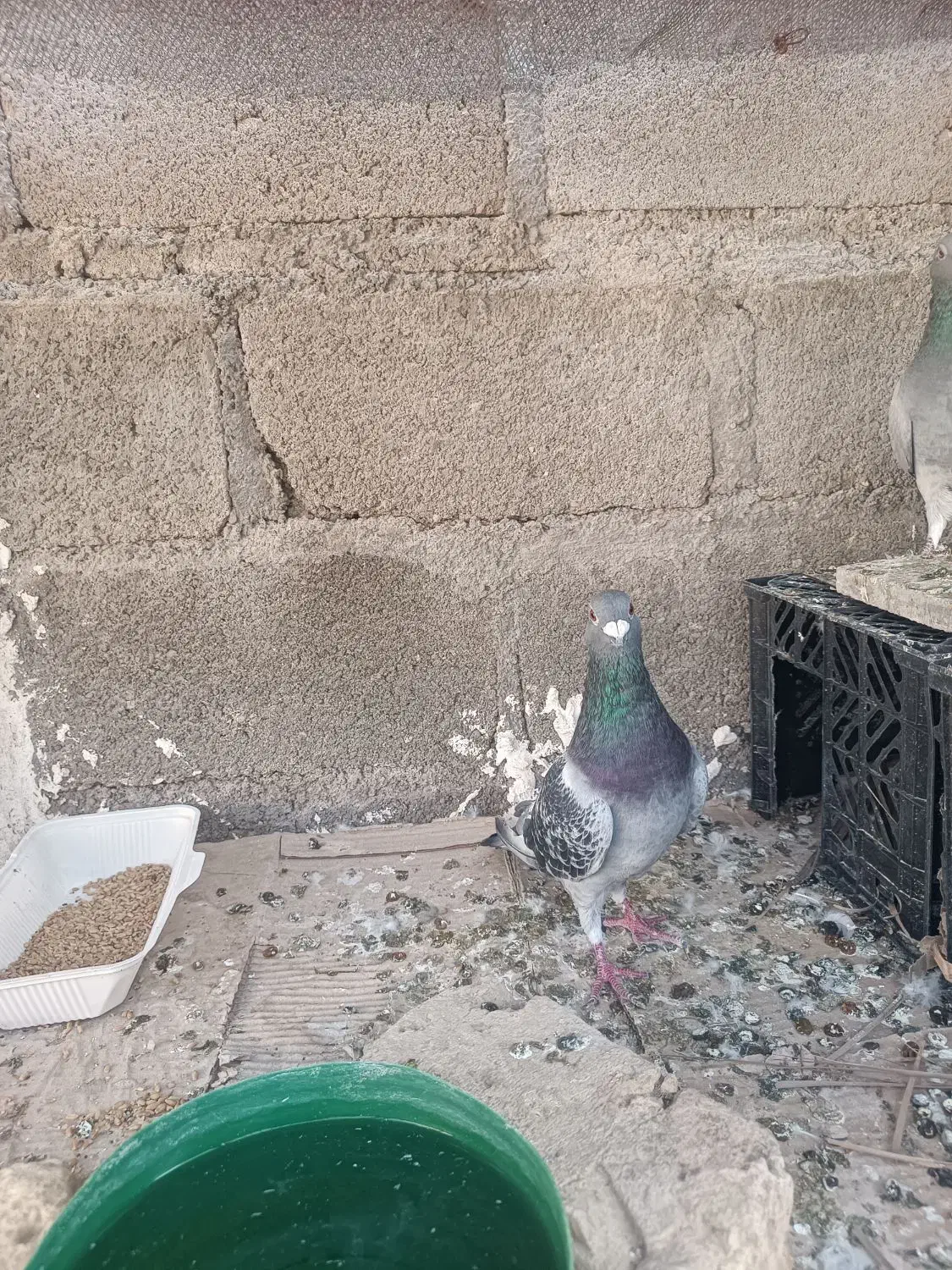 کفتر پلاکی|پرنده|گله دار, |دیوار