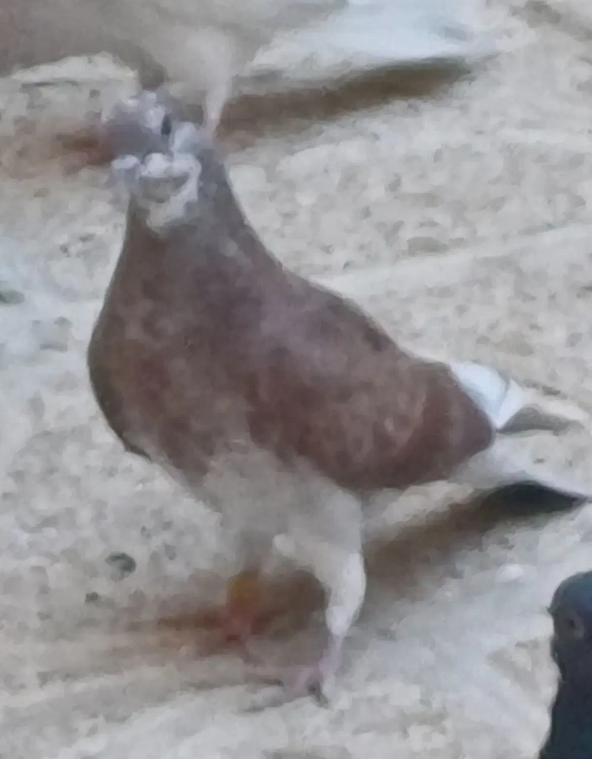 گم شده|حیوانات|ارومیه, |دیوار