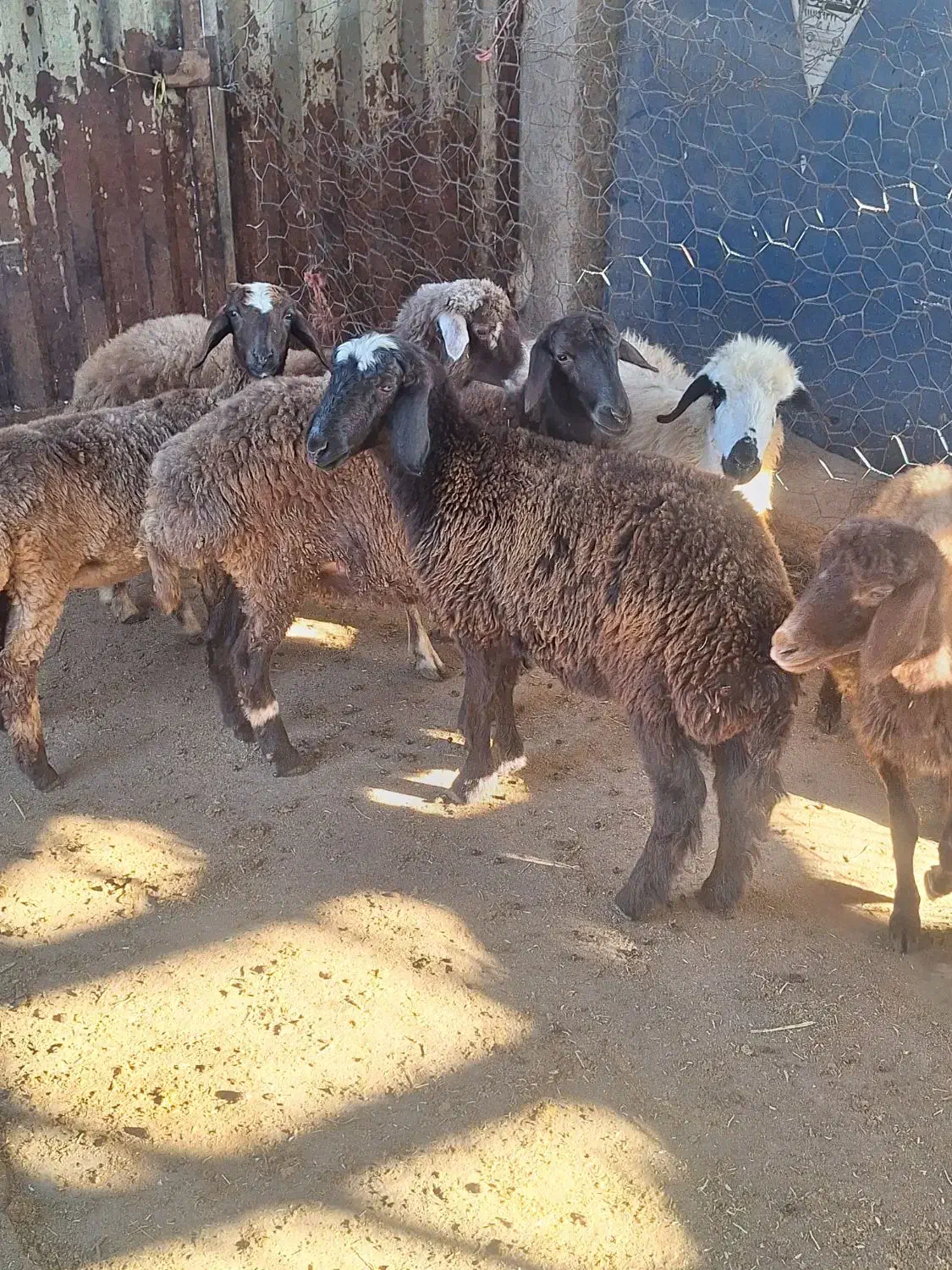 فروش بره|حیوانات مزرعه|گلوگاه بابل (گلیا), |دیوار