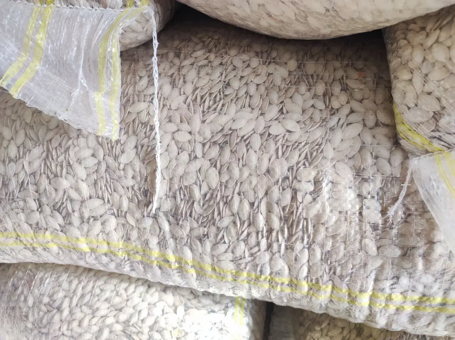 تخمه کدو گوشتی و صدفی|عمده‌فروشی|اقلید, |دیوار