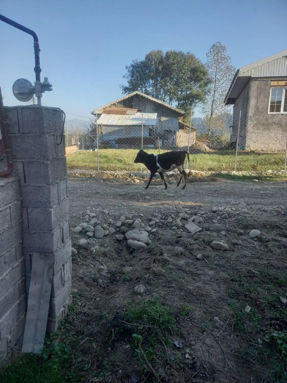 گاو گوساله ماده مشکی وسفید یک ساله|حیوانات مزرعه|رشت, آب و برق|دیوار