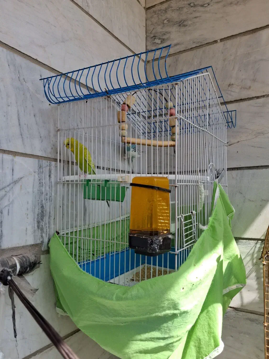 مرغ عشق همراه قفس و لوازم|پرنده|رباطکریم, رباطکریم|دیوار