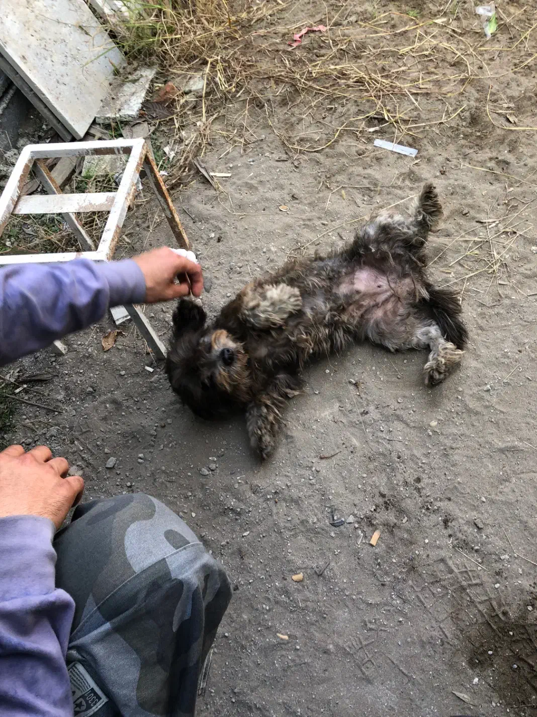 واگذاری سگ شیتزو تیرییر ماده|سگ|سرخرود, |دیوار