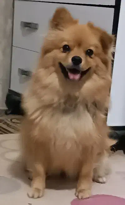 سگ پامرروباهی|سگ|مشهد, قائم|دیوار