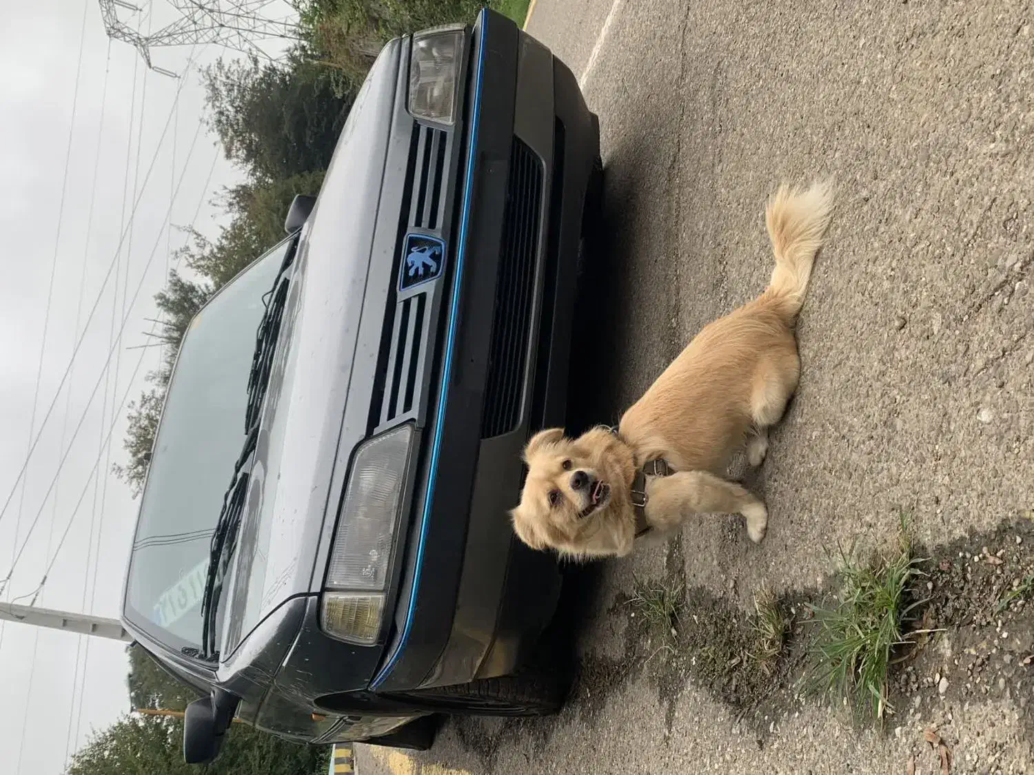 فروش دو قلاده سگ|سگ|قائم‌شهر, |دیوار