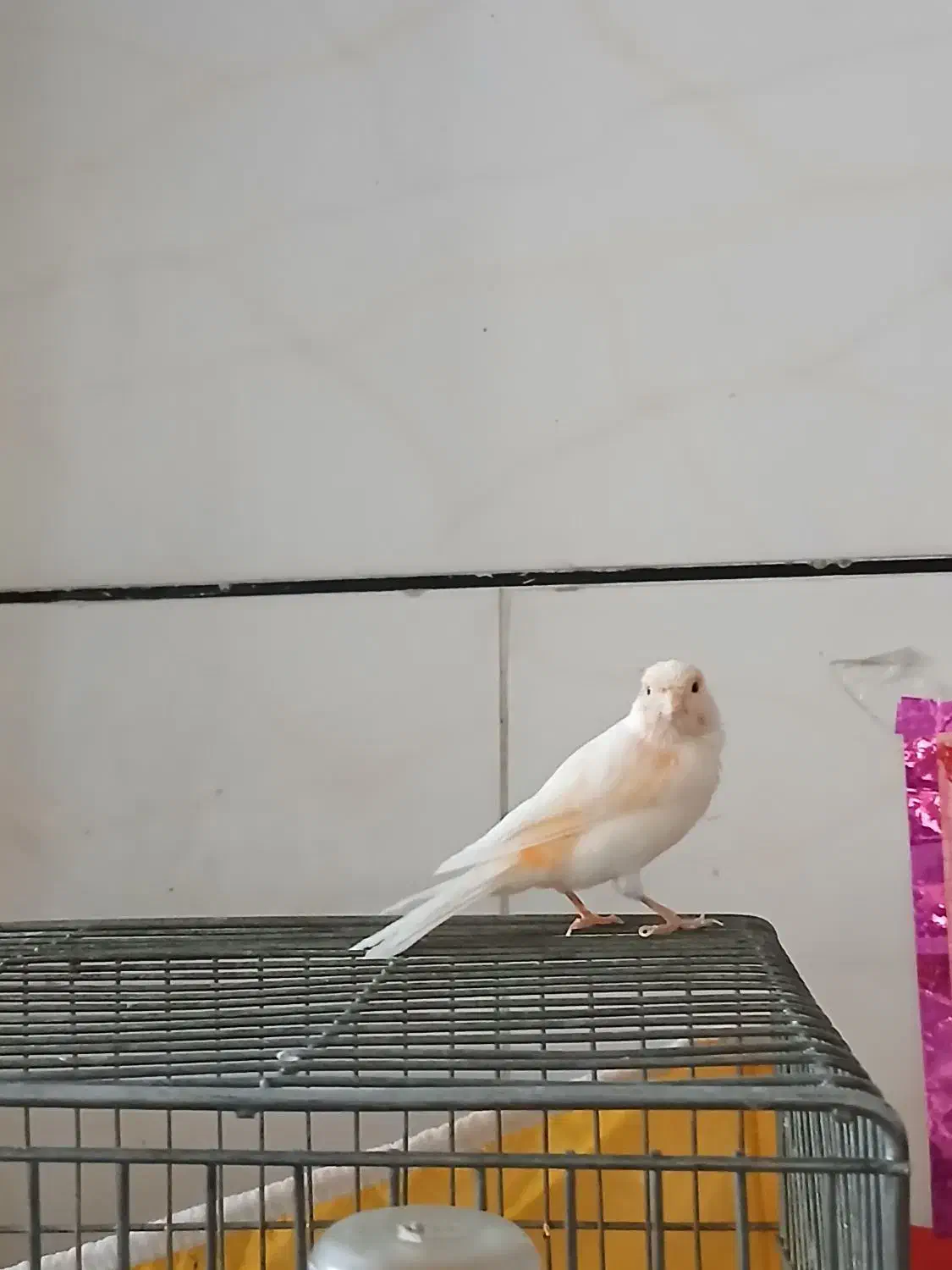 قناری وعروس هلندی ماده|پرنده|ابریشم, |دیوار