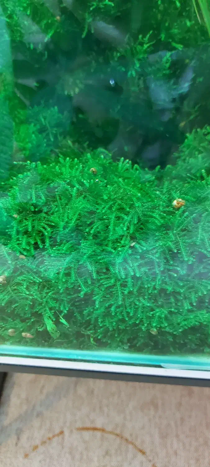 خزه کریسمس|ماهی|شاهینشهر, فردوسی|دیوار