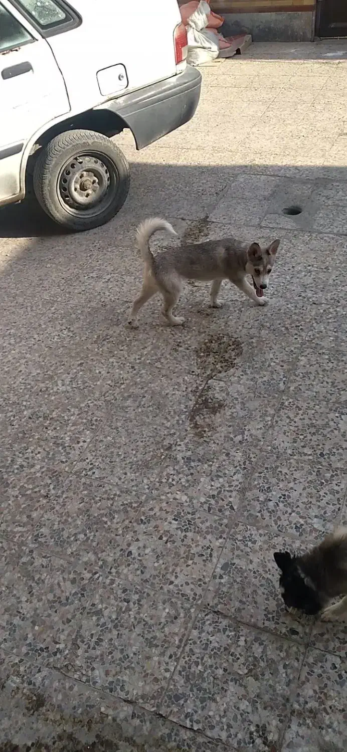 پردیس|سگ|اهواز, پردیس دو|دیوار