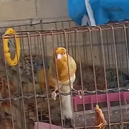 قناری نر مست|پرنده|مبارکه, |دیوار