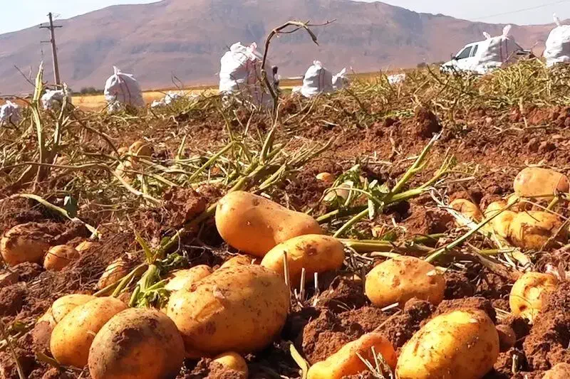 سیب زمینی|خوردنی و آشامیدنی|دهگلان, |دیوار