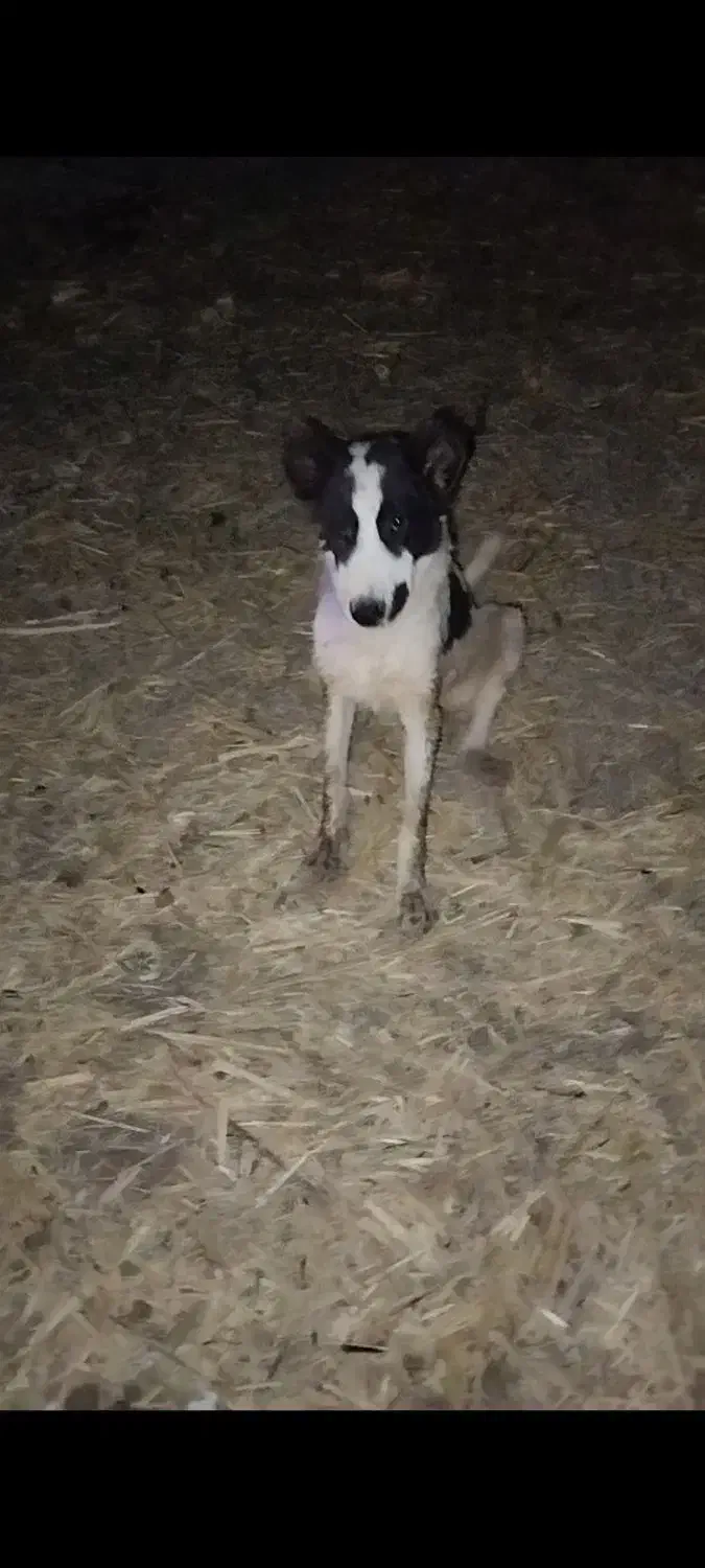 مبادله سگ نگهبان با سگ شکاری گراز|سگ|اهواز, غیزانیه|دیوار