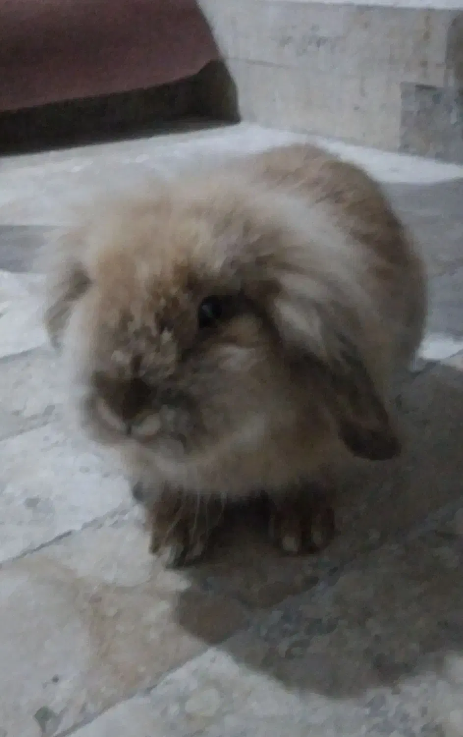 خرگوش بامزه|موش و خرگوش|مشهد, قائم|دیوار